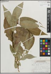 Foto von Salix lucida Muhl.